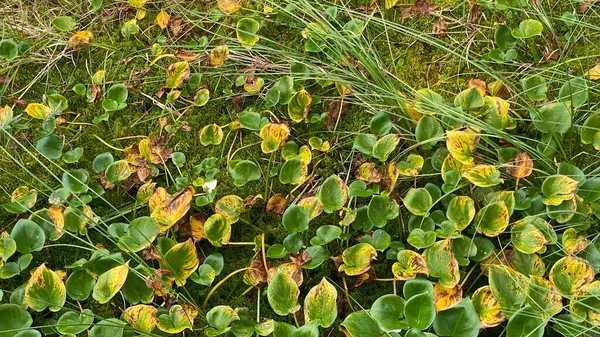 White Flower Mud Red Large Green Leaves Growing Swamp National — Fotografia de Stock