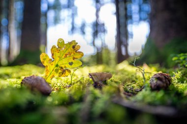 Güneş ışığı kalp şeklinde bir sonbahar ormanına düşer ve muhteşem renkli sonbahar mevsimi kavramı olarak büyüyen bir mantara dönüşür..