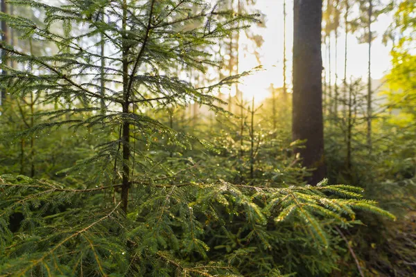 Tautropfen in einem Wald an einem nebligen Morgen im Wald, während die Sonne im Hintergrund des herbstlichen Augenblicks scheint. — Stockfoto