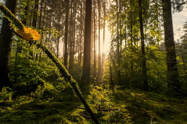 Strahlende Sonne scheint in den Wald mit einer besonderen Herzform in einem Blatt als Konzept für die Liebe zur Herbstzeit.. — Stockfoto