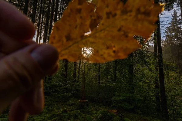 Den Herbst liebend, fällt natürliches Sonnenlicht durch eine ausgestanzte Herzform eines herbstfarbenen Blattes in einer Waldlandschaft. — Stockfoto