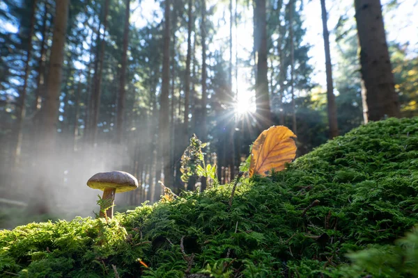 Niebla de la mañana en un bosque con una hoja de otoño y un agujero en forma de corazón, hermosa naturaleza en la temporada de otoño. — Foto de Stock