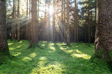 Güneş sabah sisinin içinde parlıyor. Sonbahar mevsiminin ilk zamanlarında inanılmaz bir doğa olayı. Temiz hava ve doğa yürüyüşü kavramı..