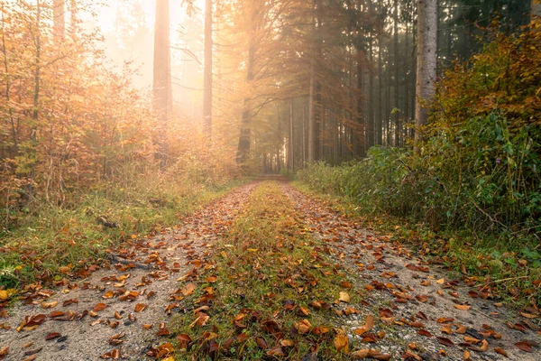 Sonnenlicht strömt durch einen herbstfarbenen Wald mit einer idyllischen Landstraße. — Stockfoto