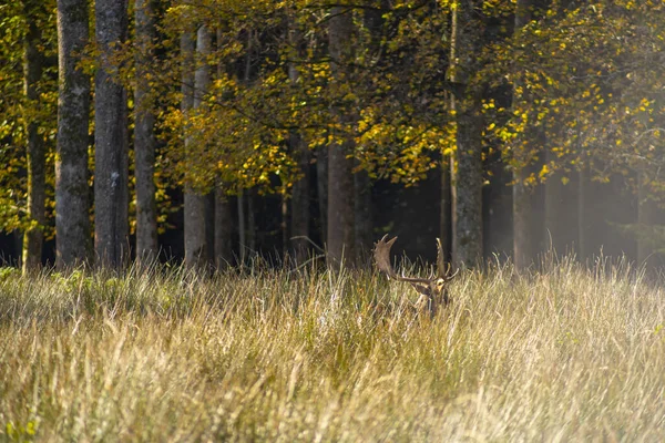 Скрытый олень в высокой траве перед лесом. — стоковое фото