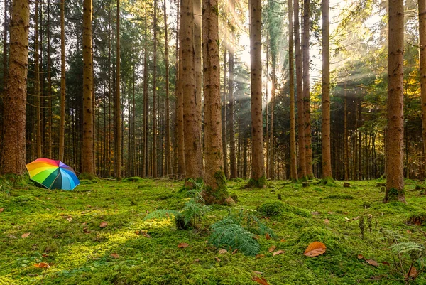 Idyllischer Herbstmorgen mit Sonnenstrahlen in den Wald, als Konzeptfoto für den Start mit viel Motivation in den Tag. — Stockfoto