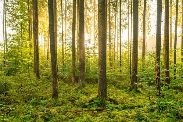 Sonnenschein im Wald, grüne und gelbe Farben im Erholungswald — Stockfoto