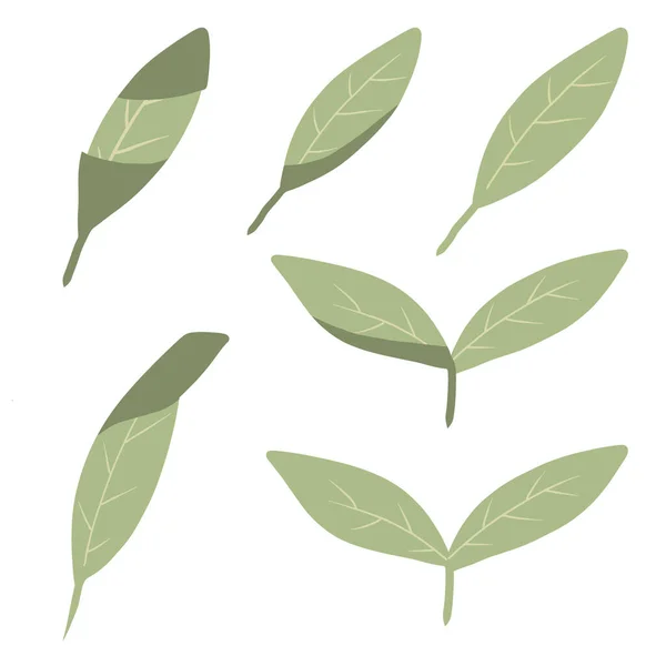 Vektor-Set von grünen Teeblättern. Verschiedene Teeblätter. — Stockvektor