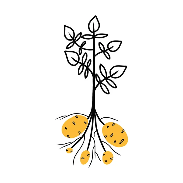 Kartoffelpflanze mit grünen Blättern. Rohkost. Biolandwirtschaft. Vektor-Illustration im Doodle-Stil. — Stockvektor