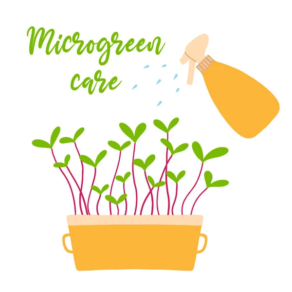 Een pot microgreens. Microgroene zorg. Microgreens erwten, radijs, ui, rucola. zonnebloem, bieten en andere. Plantaardige verzorging concept. Vector illustratie in handgetekende stijl. — Stockvector