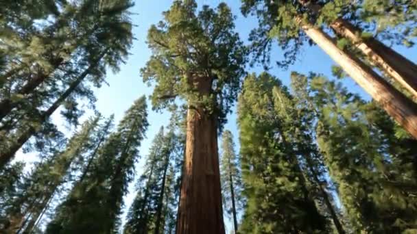 Дивлячись Big Sequoia Tree Сонячний День Sequoia National Park Блакитним — стокове відео