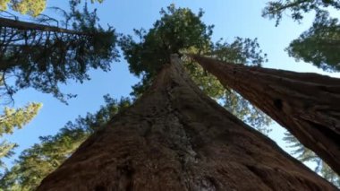 Looking up at Sequoia Tree in National Park with Big Trunk Camera is dollying up