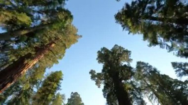 Driving in a Car and Looking up at Big Sequoia Trees in National Park on a Sunny Day