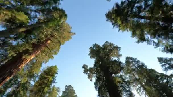 Driving Car Looking Big Sequoia Trees National Park Sunny Day — Wideo stockowe