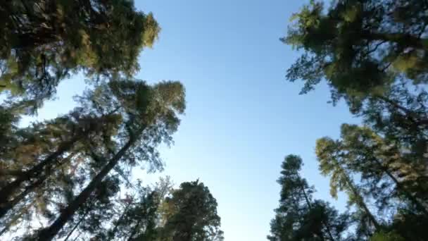 Pohled Stromy Národním Parku Sequoia Pohled Auta Slunečním Svitem Modrou — Stock video