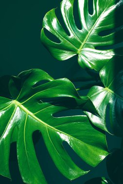 Güneş ışığı, minimalizm ve İskandinav kentsel orman tarzında Monstera Deliciosa veya İsviçre peynir bitkisinin yakın çekim yeşil yaprakları