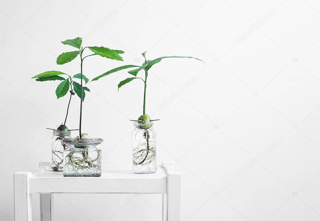 Glass jars with avocado sprouts on a white table, connecting with nature and home gardening concept with copy space