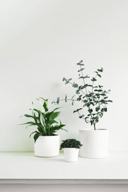 Spatthiphyllum, Callisia ve Eucalyptus gunnii beyaz arka planda genç ev bitkileri, minimal ev dekorasyonu konsepti