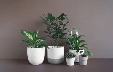 Different home plants - dieffenbachia or dumb cane plant, camellia sinensis, spathiphyllum, callisia and pilea in flower pots on a dark background, connecting with nature and home decor concept