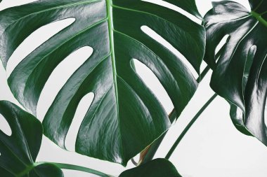 Monstera deliciosa veya İsviçre peynir bitkisinin yeşil yaprakları ışık arka planda, minimalizm ve kentsel orman kavramında yakın plan