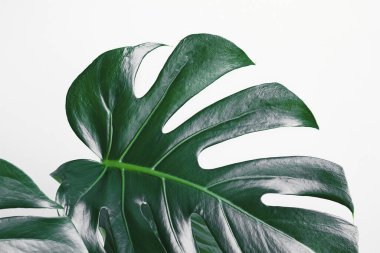 Monstera deliciosa veya İsviçre peynir bitkisi yakın plan, tropik yapraklar arka plan, minimalizm ve kentsel orman kavramını terk eder