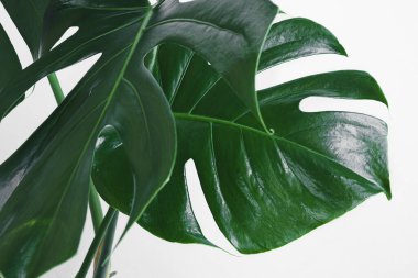 Monstera deliciosa 'nın yeşil tropikal yaprakları ya da İsviçre peyniri bitkisinin yakın plan ışık arka planı, doğal arka plan, minimalizm ve kentsel orman kavramı