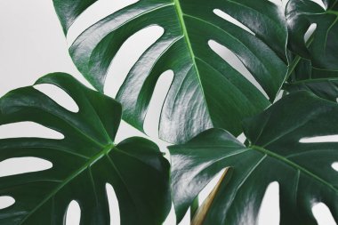 Doğal tropikal arkaplan olarak Monstera deliciosa veya İsviçre peynir bitkisinin yeşil yaprakları