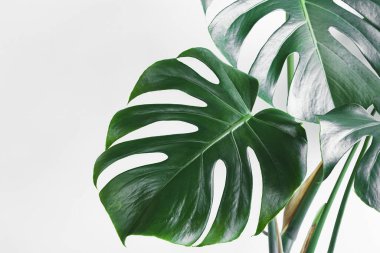 Monstera deliciosa 'nın güzel yaprakları ya da arka planda yakın planda İsviçre peyniri bitkisi, minimalizm ve kentsel orman kavramı, tropikal yapraklar arka plan