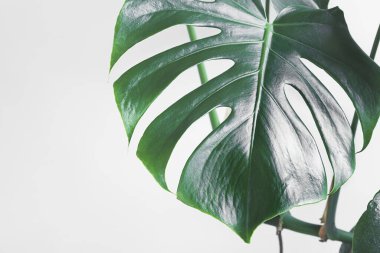 Bir Monstera deliciosa yaprağı ya da İsviçre peynir bitkisi yakın plan ışık arka plan, minimalizm ve kentsel orman konsepti