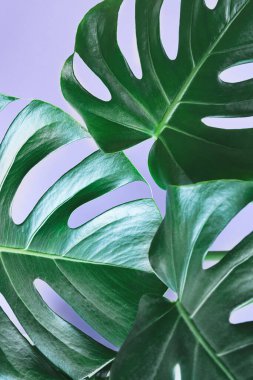 Monstera deliciosa ya da İsviçre peynirinin yeşil yaprakları mor arka planda, minimalizm ve kentsel orman kavramında, tropikal yaprakların arka planında yakın plan
