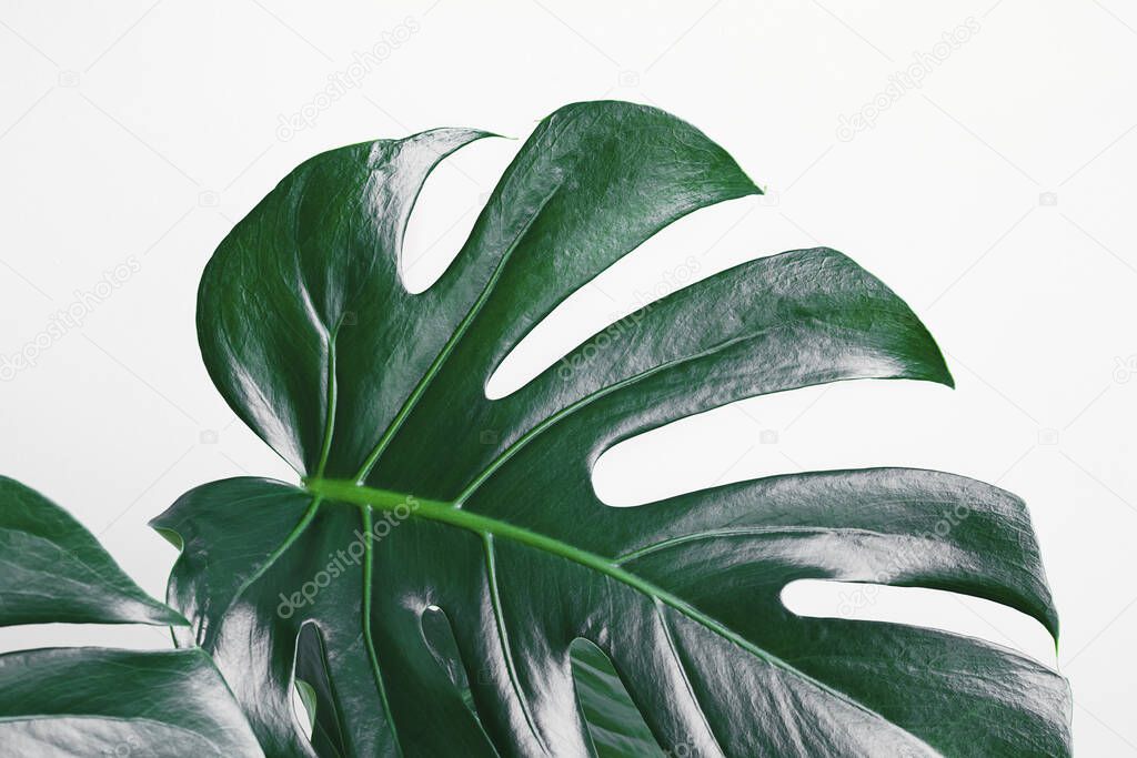 Monstera deliciosa or Swiss cheese plant leaves close-up, tropical leaves background, minimalism and urban jungle concept