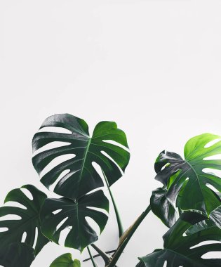 Monstera deliciosa ya da İsviçre peyniri beyaz arka planda yeşil yapraklar