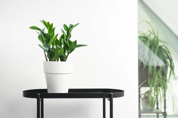 Zamioculcas Atau Zamiifolia Plant White Pot Black Table White Home — Stok Foto