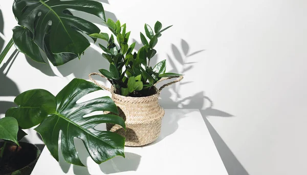 Zamioculcas Zamiifolia Planta Una Maceta Mimbre Una Mesa Blanca Con — Foto de Stock