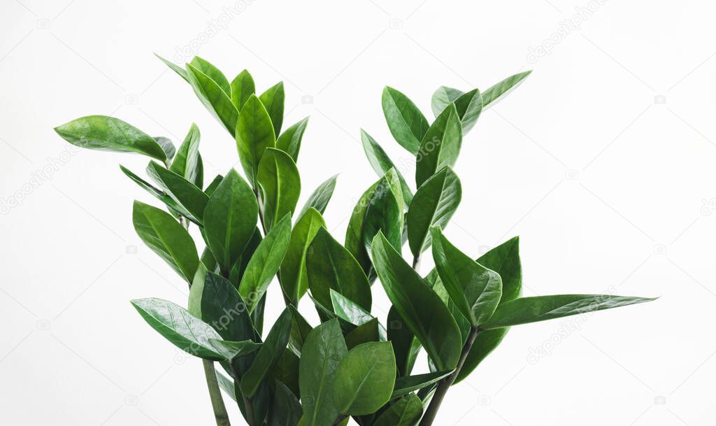 Green branches of Zamioculcas, or zamiifolia zz plant close-up, home gardening and connecting with nature concept