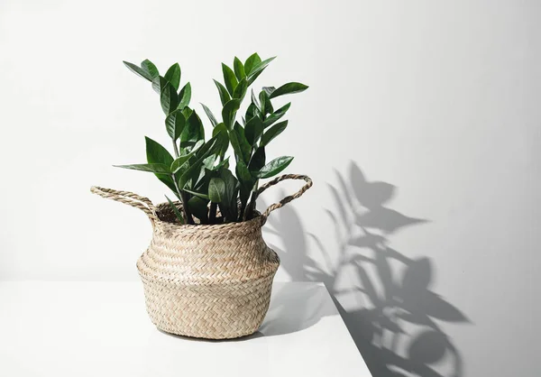 Zamioculcas Zamiifolia Planta Una Maceta Mimbre Una Mesa Blanca Sombra — Foto de Stock