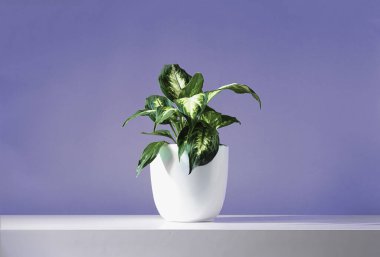 Dieffenbachia or Dumb cane young plant in a white flower pot on a white table, near the wall of trendy very peri color of the year 2022.