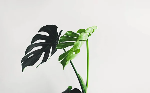 Green leaves of swiss cheese plant or monstera deliciosa on the light background, natural background, minimalism and urban jungle concept