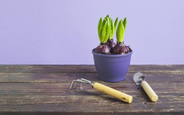Mor bir saksıdaki sümbül ampulleri ve ahşap masadaki bahçe aletleri - hobi olarak ev bahçeleri ve doğa ile bağlantı, kopyalama alanı