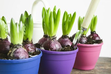 Çok renkli flowepotlarda büyüyen sümbül soğanları - bahar dönemi görünümü ve bahçe konsepti
