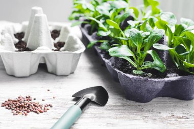 Mısır salatası ya da yumurta kutusunda kuzu marulu, tohum ve bahçe aletleri, sürdürülebilir çevre bahçıvanlığı ve doğa ile bağlantı