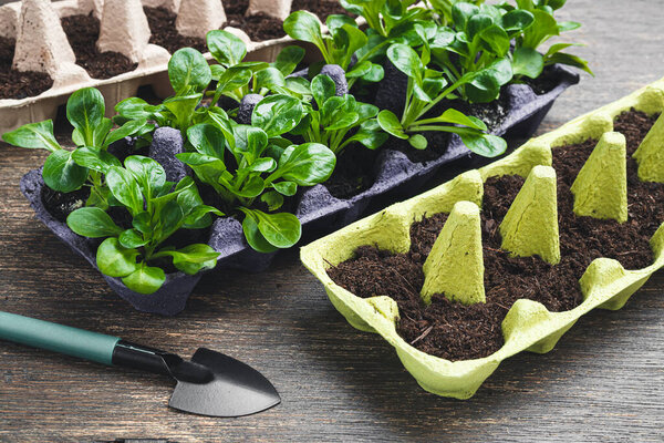 Corn salad or lamb's lettuce in reused egg boxes and gardening tools on a wooden table, sustainable environmental gardening and connecting with nature