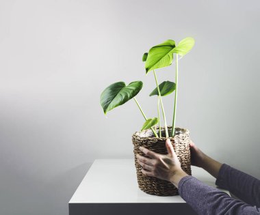 Eller, beyaz bir rafa, kentsel ormanlara ve minimalist ev bitkisi dekoruna genç bir canavarla hasır bir tencere koyar.