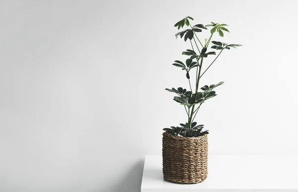 Schefflera Plant Wicker Pot White Table White Background Home Gardening — Stock Photo, Image