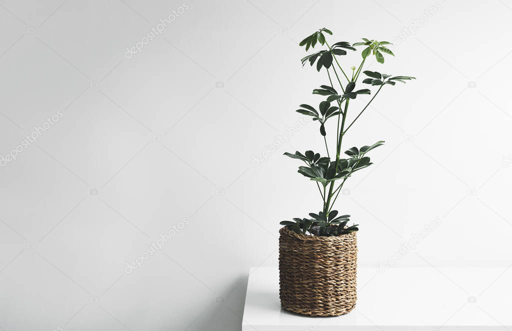 Schefflera plant in a wicker pot on a white table against white background, home gardening and minimal scandinavian home decor, copy space