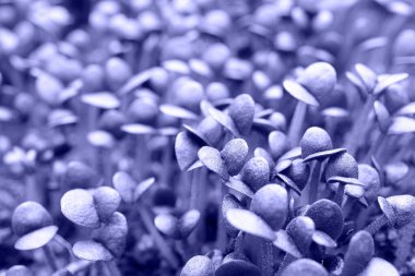 Mor fesleğen filizleri yakın plan moda 2022 yılının çok peri rengi renkli renkli arka plan,