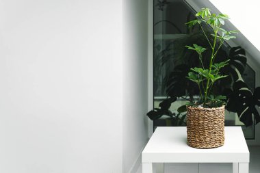 Schefflera bitkisi pencerenin yanındaki odada beyaz bir masanın üzerinde, bahçe işleri ve minimum İskandinav ev dekorasyonu, uzay kopyası.