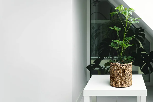 Planta Schefflera Una Maceta Mimbre Sobre Una Mesa Blanca Habitación — Foto de Stock