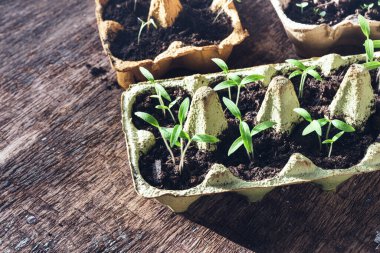 Tahta masanın üzerinde fidanlar olan yumurta kutuları, sürdürülebilir ev işleri ve doğa kavramına bağlanma.