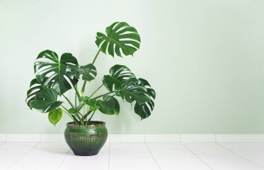 Monstera deliciosa ya da İsviçre Peynir Bitkisi yeşil bir saksının içinde açık yeşil bir zemin, minimalizm ve İskandinav tarzı izole edilmiş